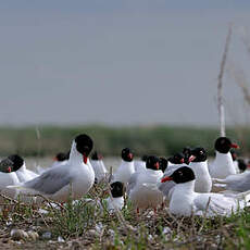 Mouette mélanocéphale