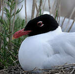 Mouette mélanocéphale