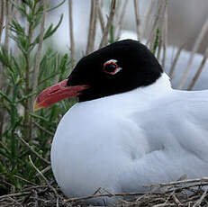 Mouette mélanocéphale