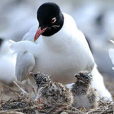 Mouette mélanocéphale