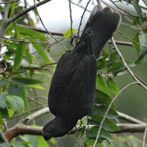 Perroquet noir