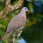 Pigeon de Madagascar