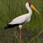 Tantale ibis