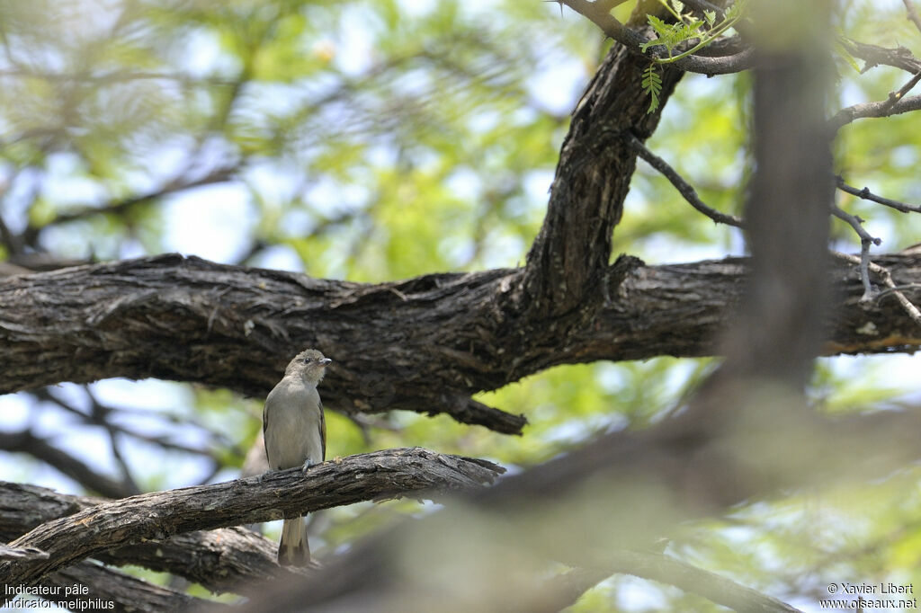 Pallid Honeyguide