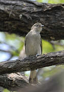 Pallid Honeyguide