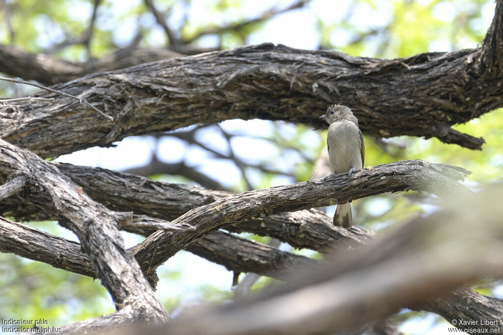 Pallid Honeyguide, identification