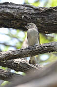 Pallid Honeyguide