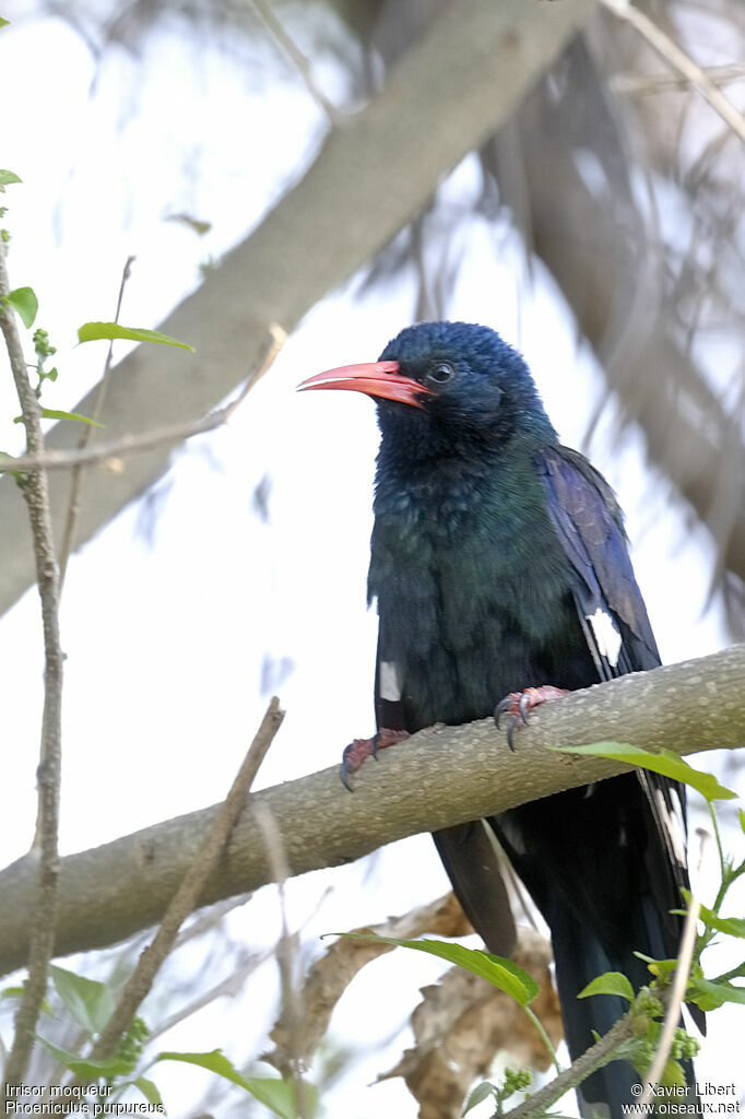 Green Wood Hoopoe, identification