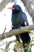 Green Wood Hoopoe