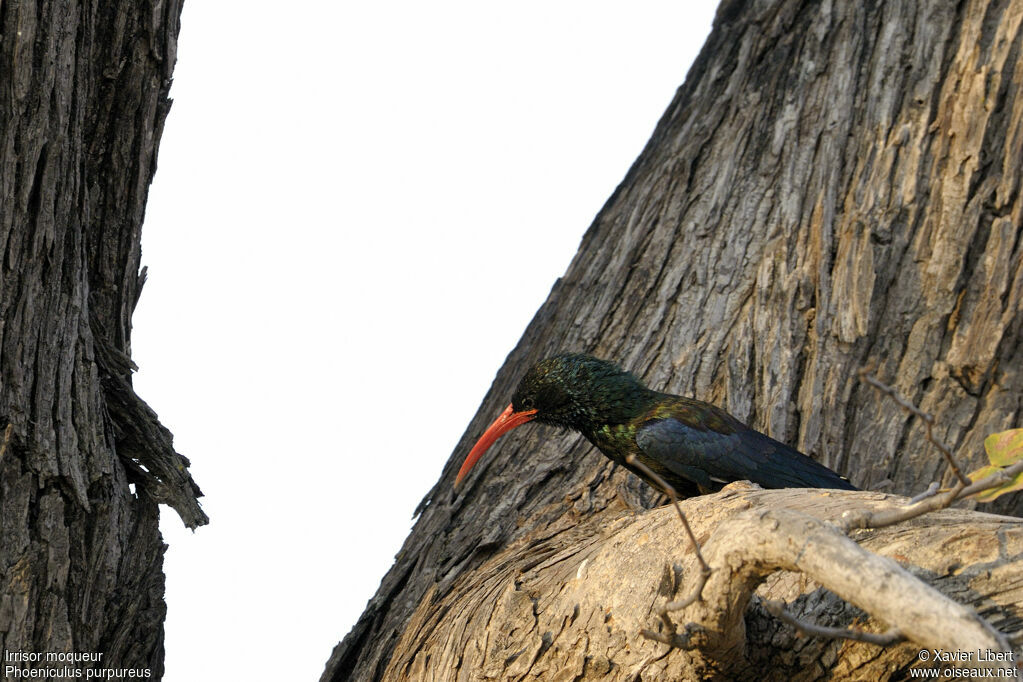 Green Wood Hoopoe, identification