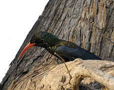 Green Wood Hoopoe