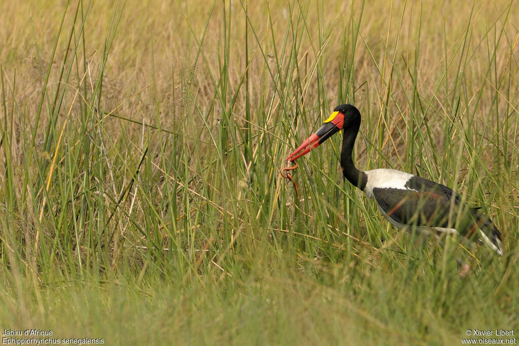 Jabiru d'Afrique mâle adulte, identification, régime