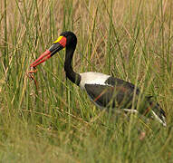 Jabiru d'Afrique