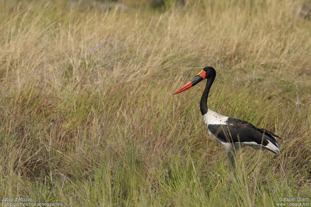 Saddle-billed Stork male adult, identification