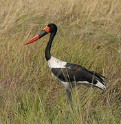 Saddle-billed Stork