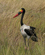 Saddle-billed Stork