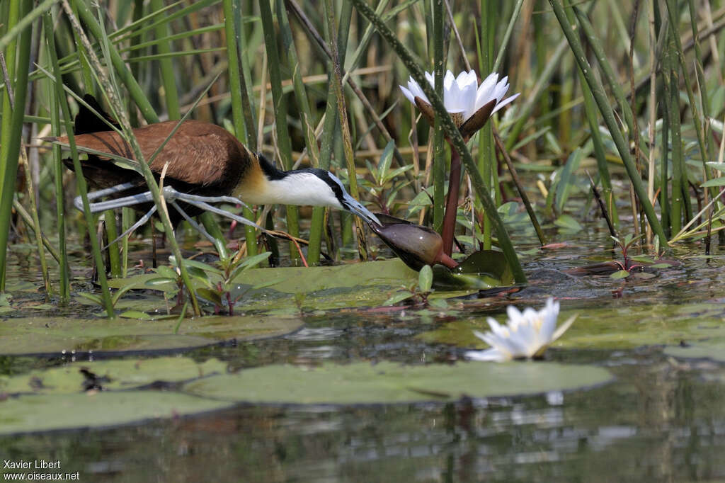 Jacana à poitrine doréeadulte nuptial, habitat, pêche/chasse