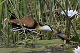 Jacana à poitrine dorée