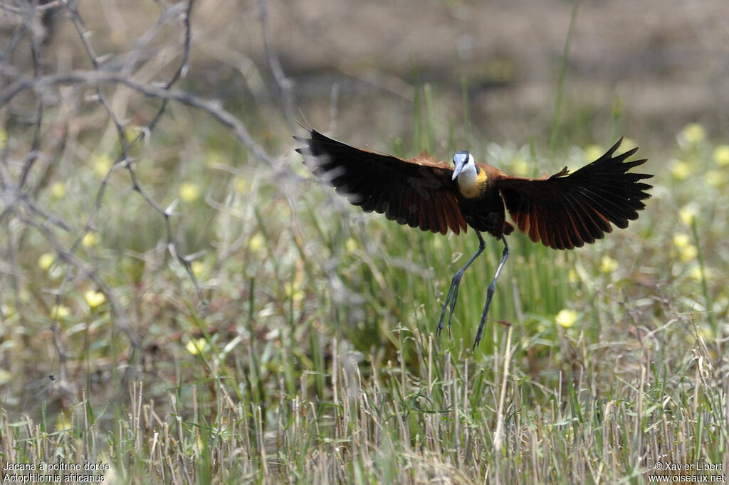 Jacana à poitrine doréeadulte, Vol