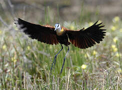 Jacana à poitrine dorée