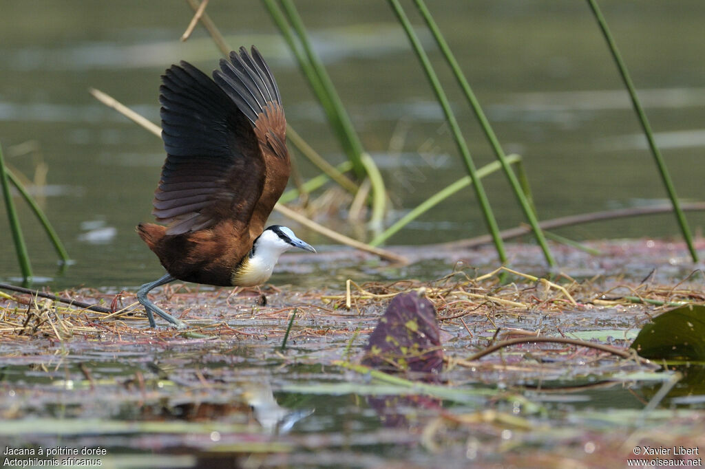 African Jacanaadult, Flight