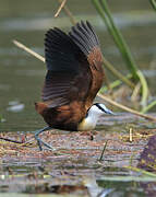 Jacana à poitrine dorée