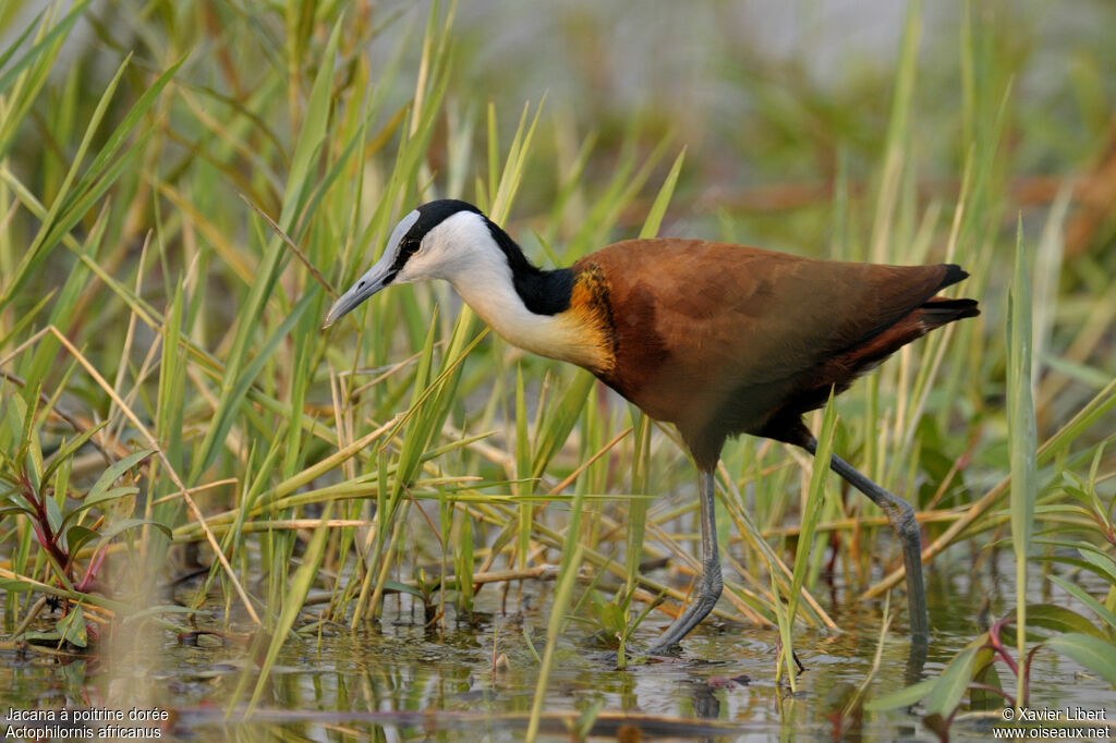 Jacana à poitrine doréeadulte, identification