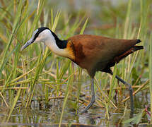 Jacana à poitrine dorée