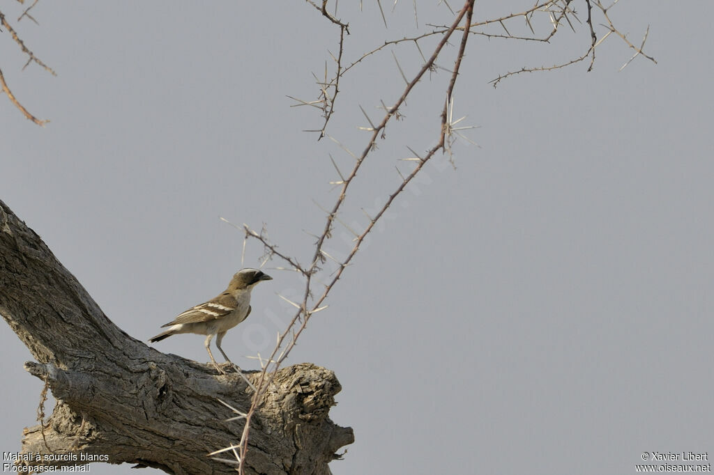 White-browed Sparrow-Weaveradult, identification