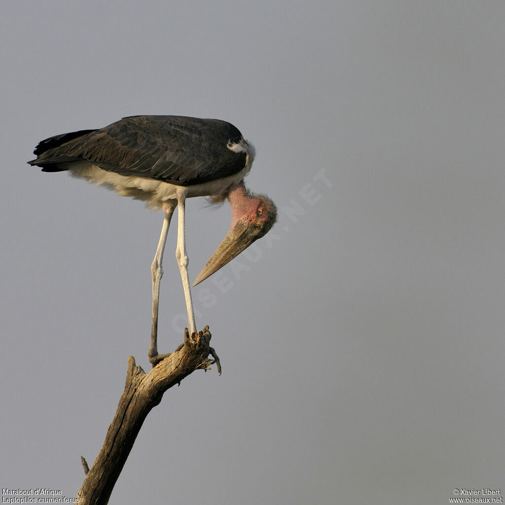 Marabout d'Afrique, identification