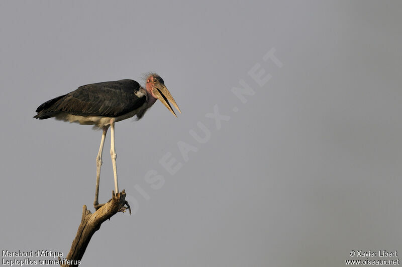 Marabou Stork, identification