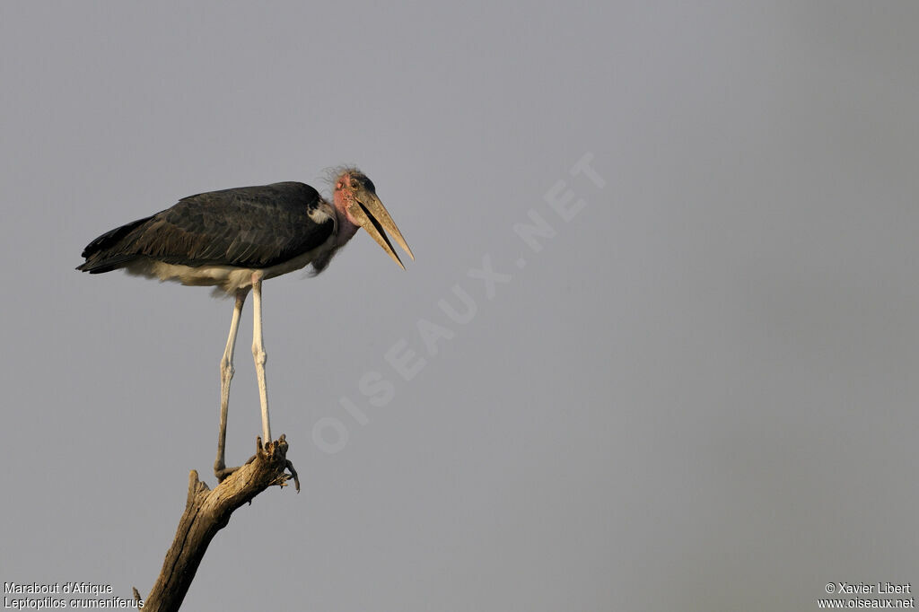 Marabout d'Afrique, identification