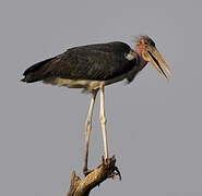 Marabou Stork