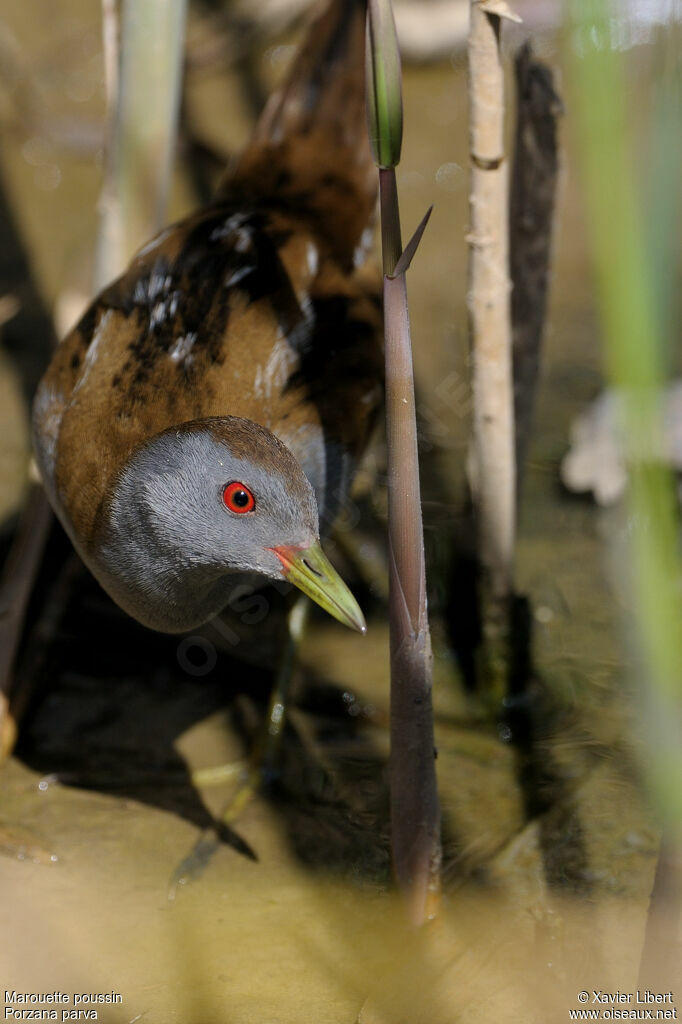 Little Crake male adult, identification