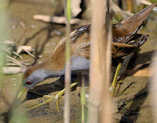 Little Crake