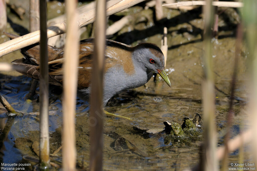 Little Crake male adult, identification