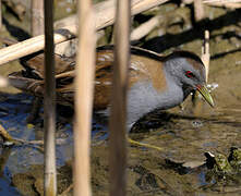 Little Crake