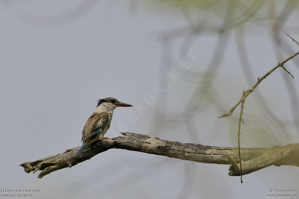 Martin-chasseur striéadulte, identification