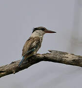 Striped Kingfisher