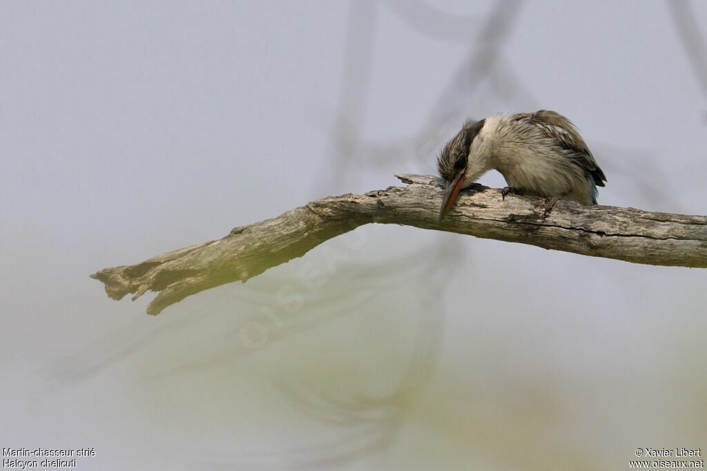 Martin-chasseur striéadulte, identification