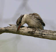 Striped Kingfisher