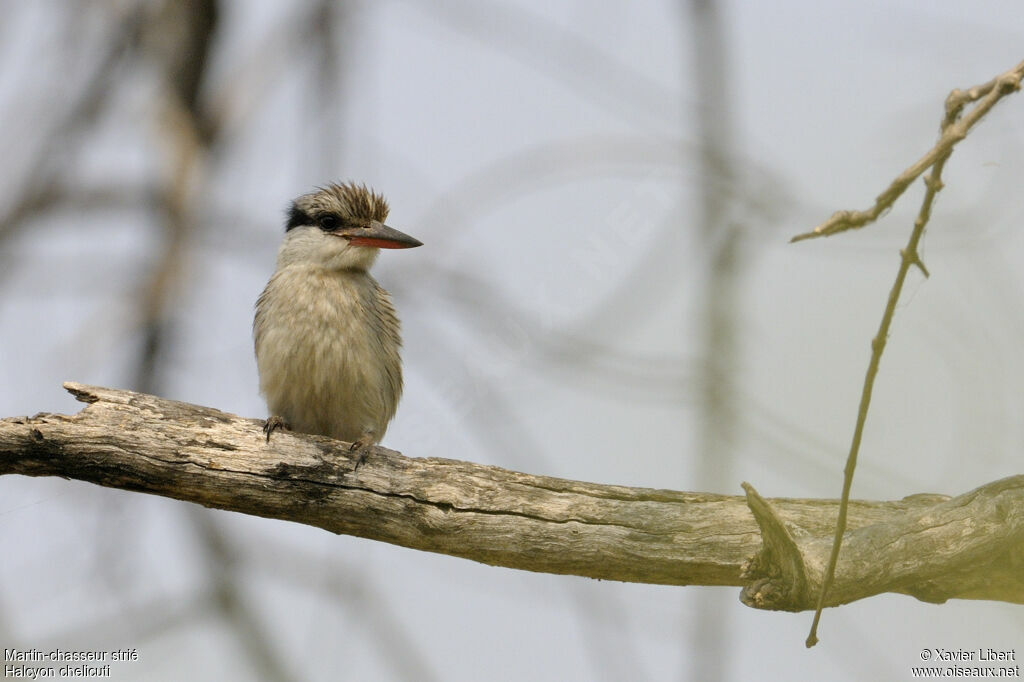 Martin-chasseur striéadulte, identification