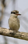 Striped Kingfisher