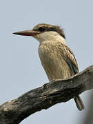 Striped Kingfisher