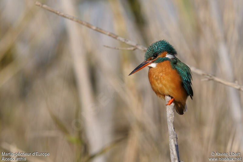 Common Kingfisher female adult, identification