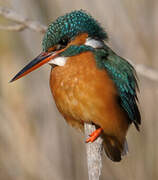 Common Kingfisher