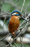 Common Kingfisher