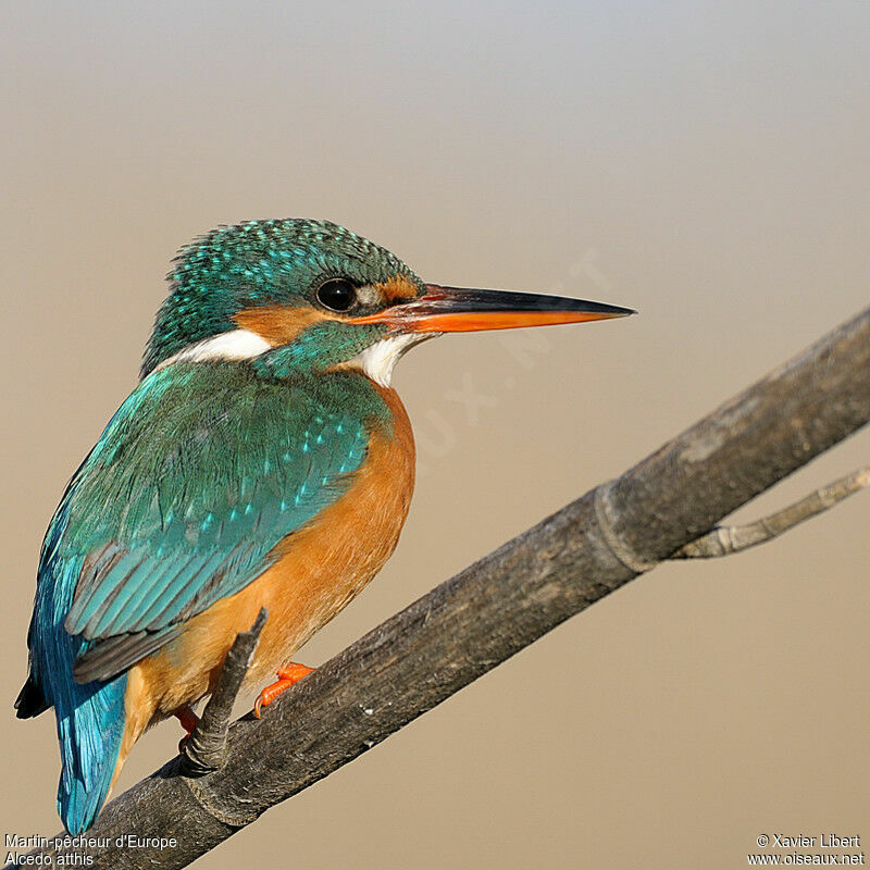 Martin-pêcheur d'Europe femelle, identification