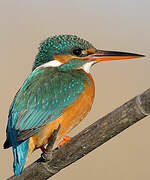 Common Kingfisher