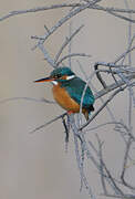 Common Kingfisher